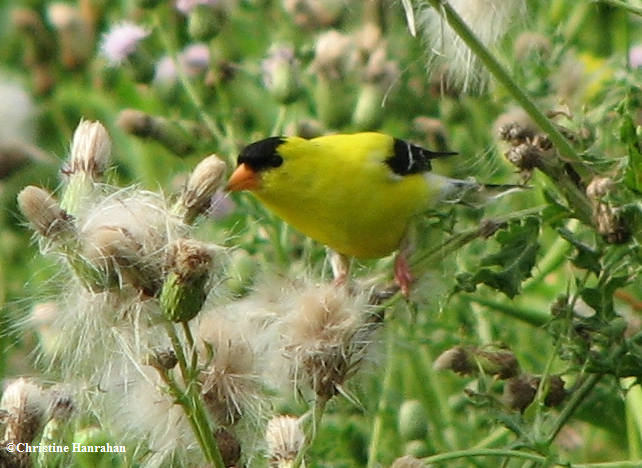 American goldfinch on Canada thistle