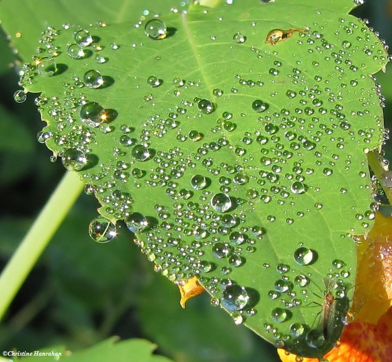 Jewelweed leaf, dew, and midge