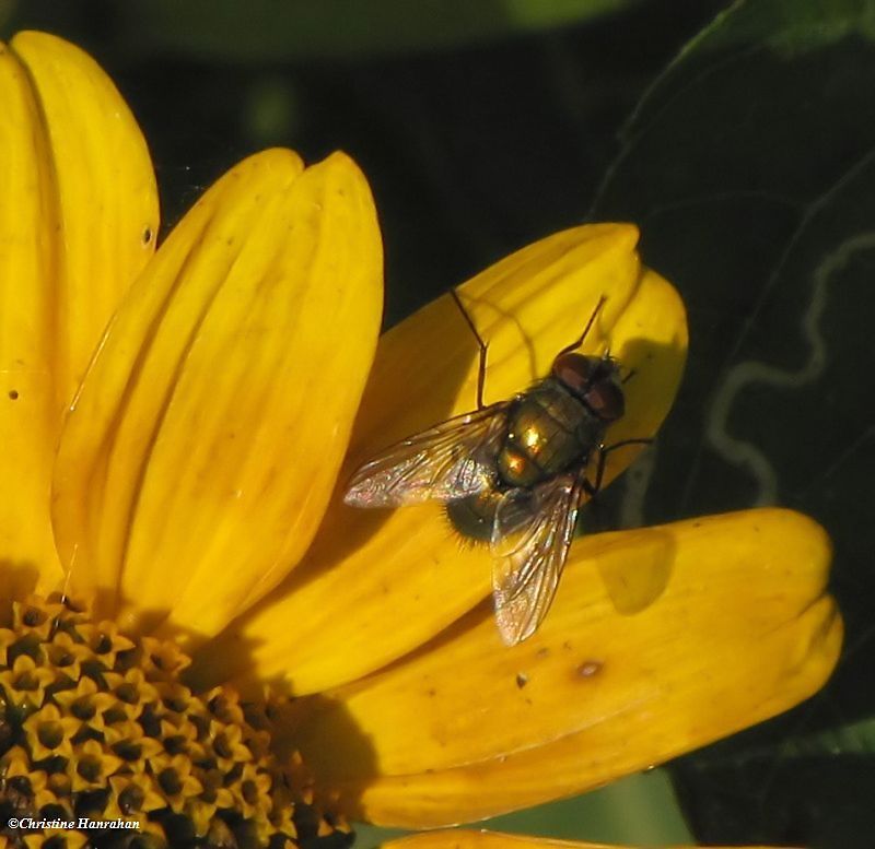 Blowfly (Lucilia sp.)