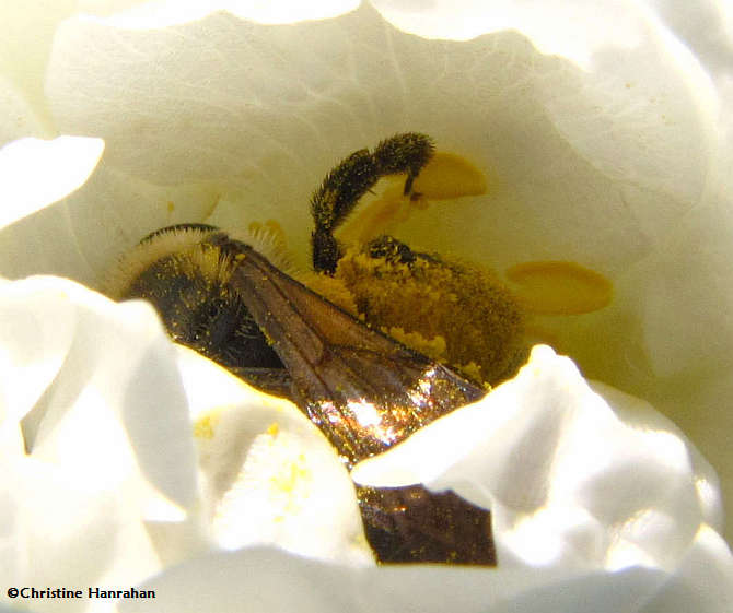 Gathering pollen