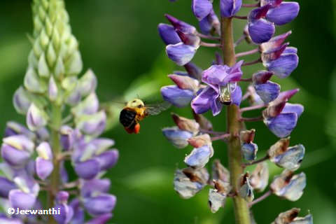 Bumblebee and lupine