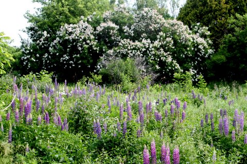 Butterfly meadow