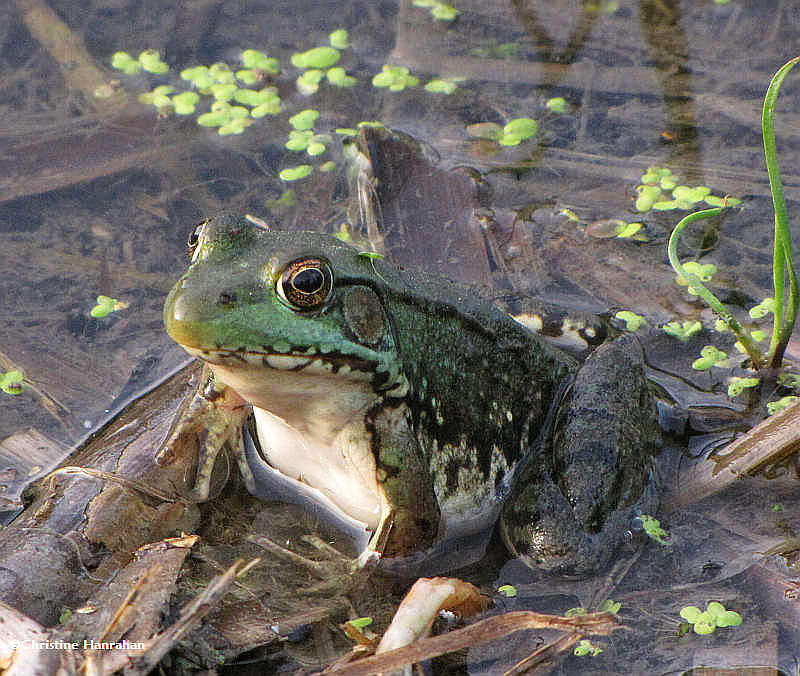 Green frog (Rana clamitans)