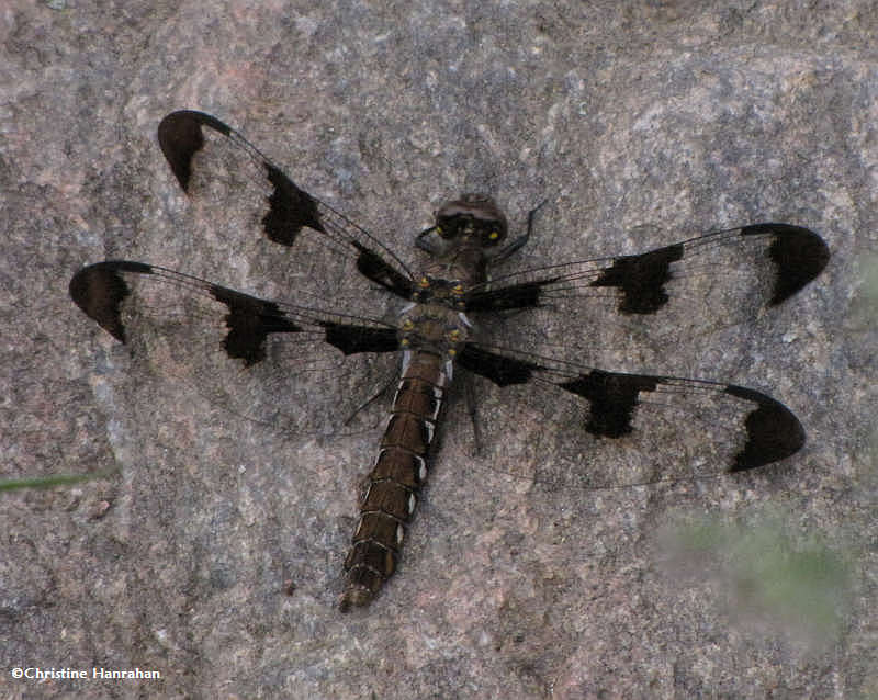 Common whitetail (Plathemis lydia), female