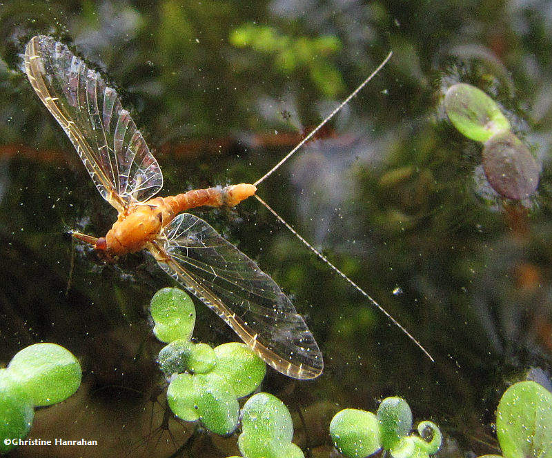 Mayfly (Ephemeroptera)
