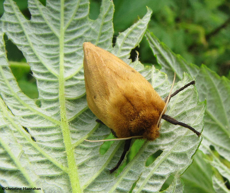 Isabella tiger moth )Pyrrharctia isabella)
