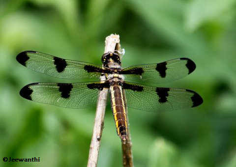 Twelve-spotted skimmer (Libellula pulchella), female