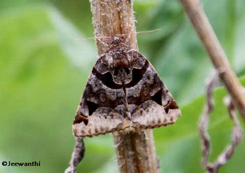 Toothed sombrewing moth