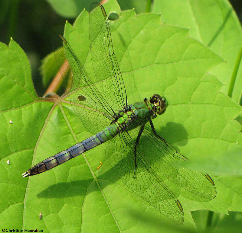 Common pondhawk (Erythemis simplicicollis), male