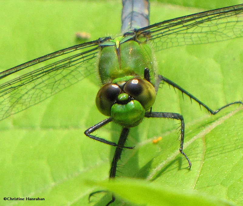 Common pondhawk (Erythemis simplicicollis), male