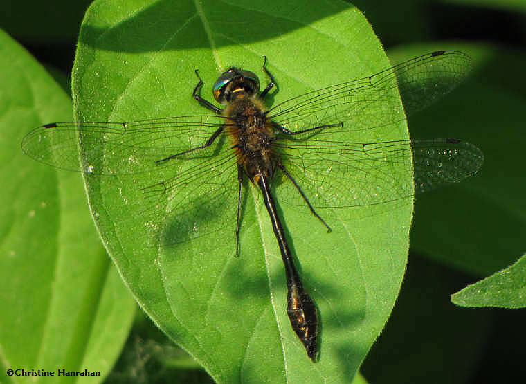 Racket-tailed emerald  (Dorocordulia libera)