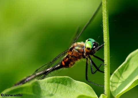 Racket-tailed emerald  (Dorocordulia libera)