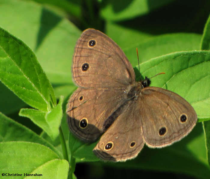 Little wood satyr (Megisto cymela)