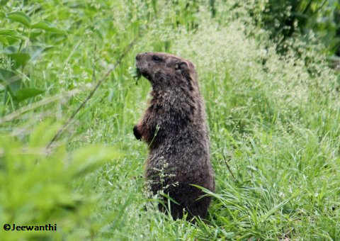 Groundhog