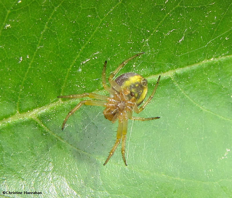 Six-spotted orb weaver (<em>Araniella displicata</em>)