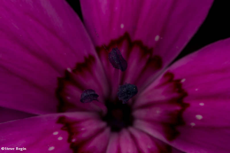 Pink (Dianthus)