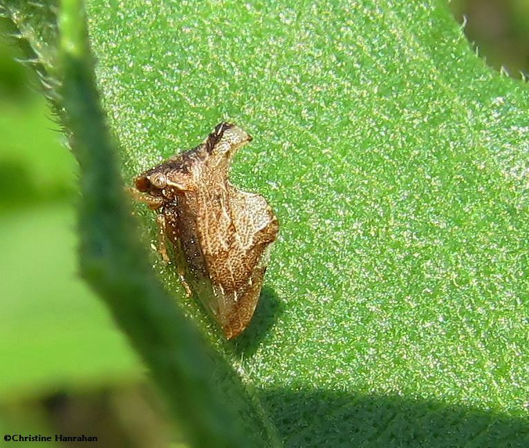 Keeled treehopper (Entylia carinata)