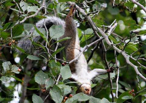 Hanging around:  Red squirrel