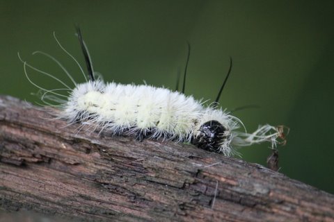 American Dagger moth caterpillar (Acronicta americana)