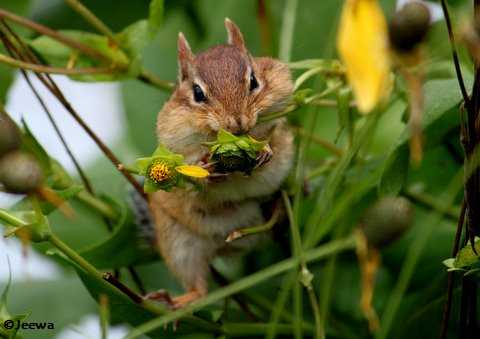 Chipmunk on Cup Plant
