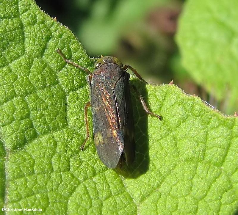 Leafhopper  (Coelidia olitoria)