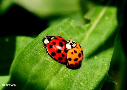 Mating asian ladybeetles (Harmonia axyridis)