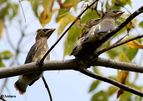 Cedar waxwings, fledged young