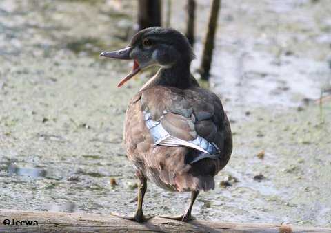 Wood duck