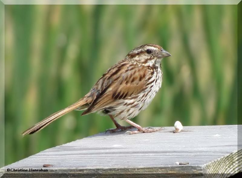 Song sparrow