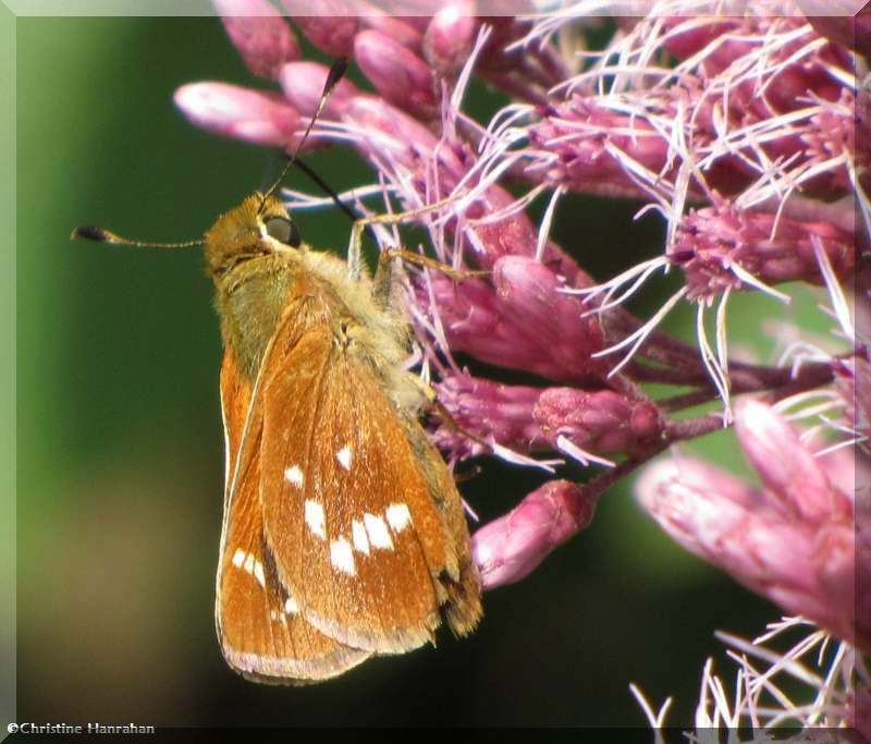Leonard's skipper (Hesperia leonardus)
