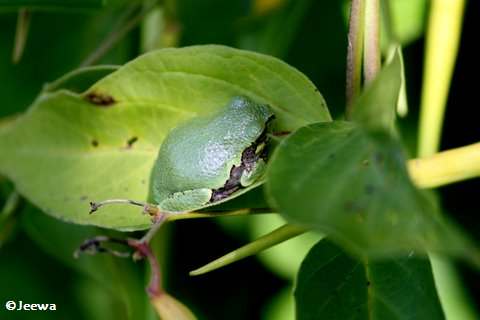 Gray treefrog (Hyla versicolor)