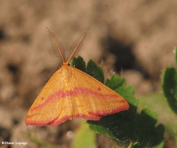 Chickweed geometer (Haematopis grataria), male