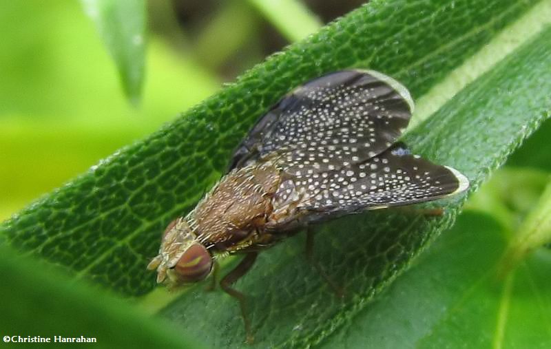 Fruit fly (Eutreta noveboracensis)