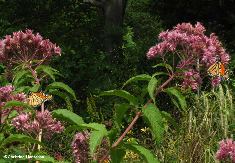Two Monarch butterflies(Danaus plexippus) on Joe-pye-weed