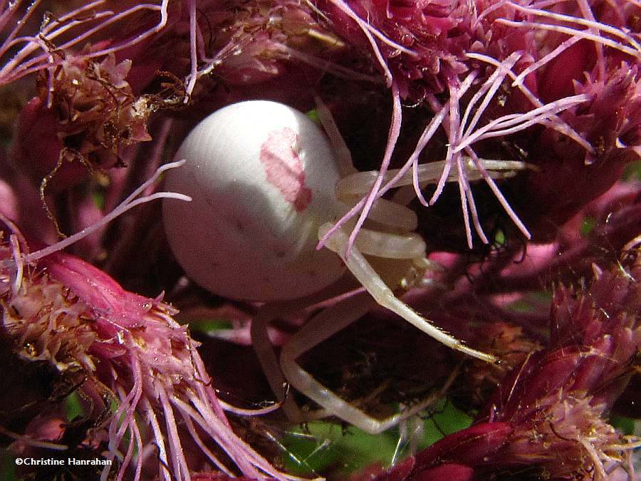 Crab spider (<em>Misumena vatia</em>) on joe-pye-weed