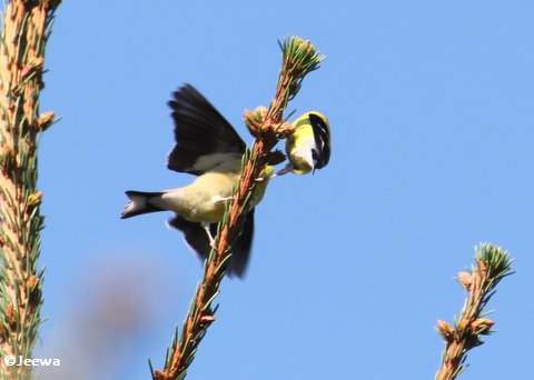American goldfinch feeding young