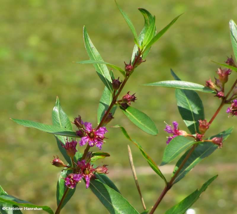 Water willow (Decodon verticillatus)