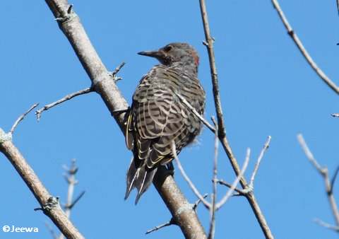 Northern flicker, juvenile