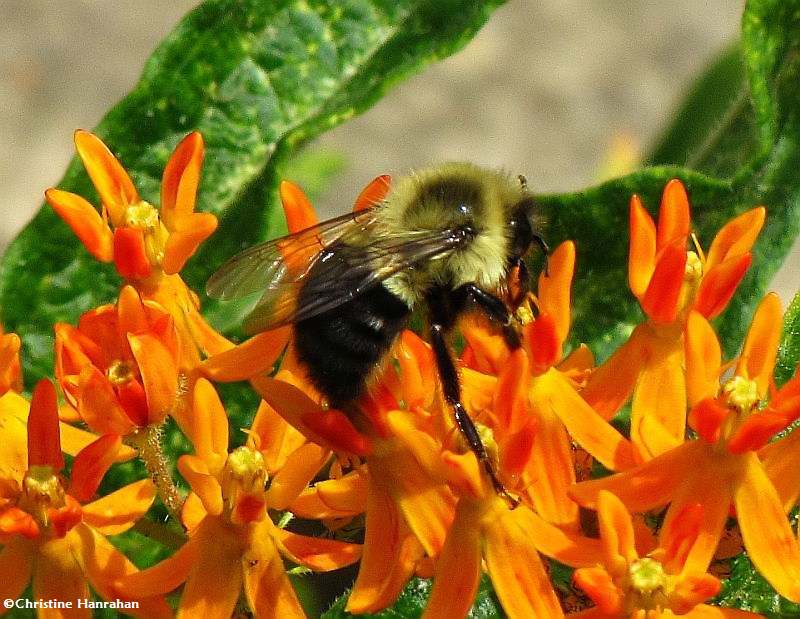 Bumblebee on butterfly weed (Asclepias tuberosa)