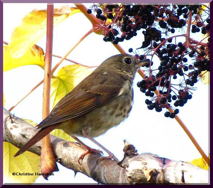 Hermit thrush