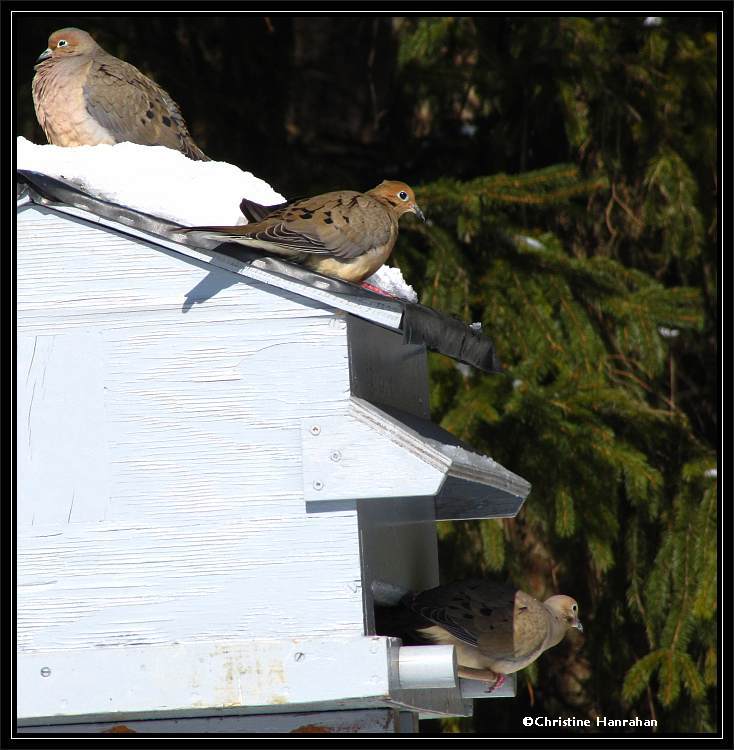 Three Mourning doves
