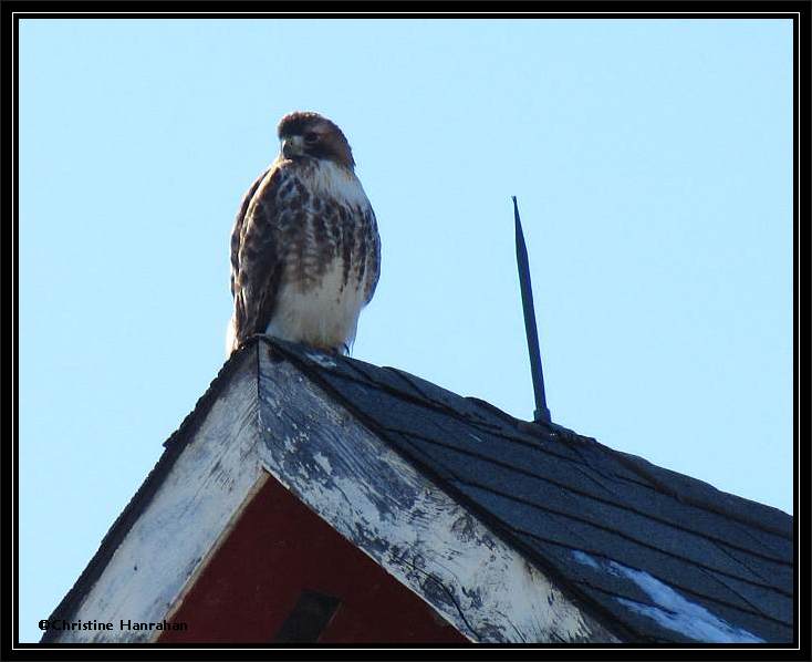 Red-tailed hawk