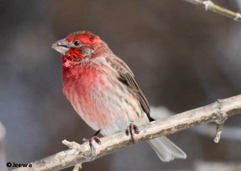 House finch, male