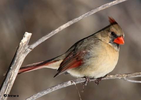 Northern cardinal, female