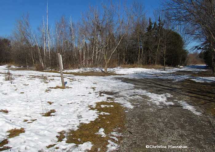 Melting snow