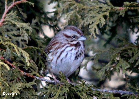 Song sparrow