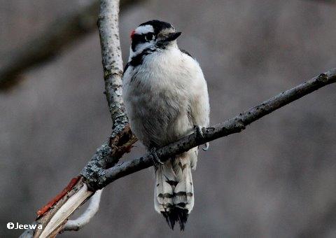 Downy woodpecker, male