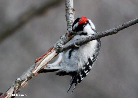 Downy woodpecker, male