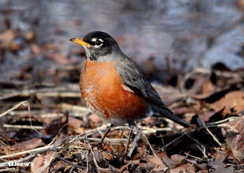 American robin