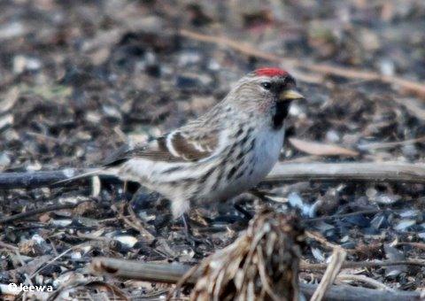 Common redpoll